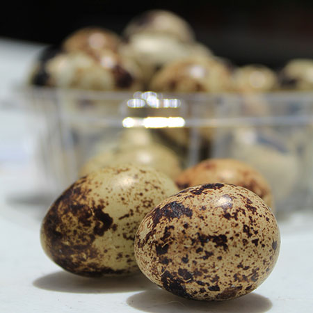 huevos-codorniz1