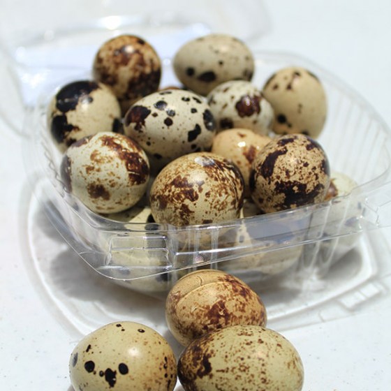 huevos-codorniz4