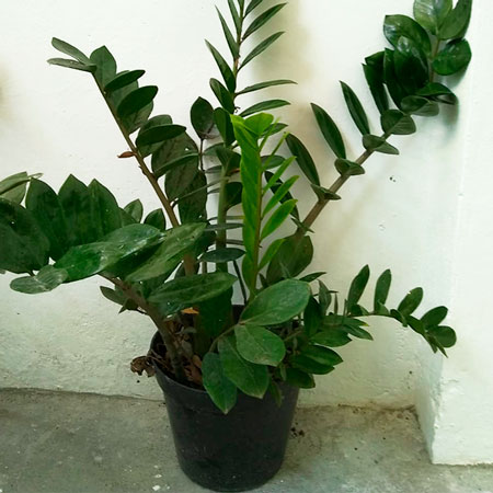 samias